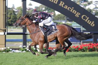 Volpe Veloce (Foxwedge) returned to Ellerslie to win the Group 2 Westbury Classic. Photo: Trish Dunell